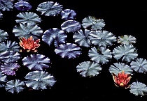 Waterlilies in Fountain